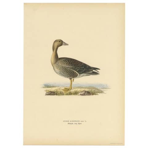 Antique Bird Print of the Female White-Fronted Goose, 1929