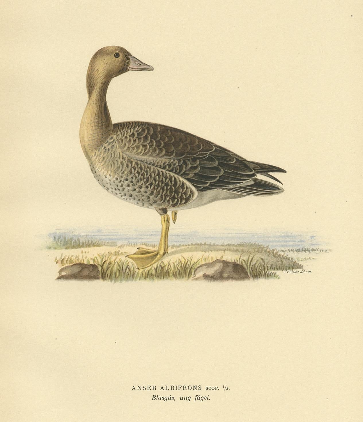 Antique Bird Print of the Female White-Fronted Goose by Von Wright '1929' In Good Condition For Sale In Langweer, NL