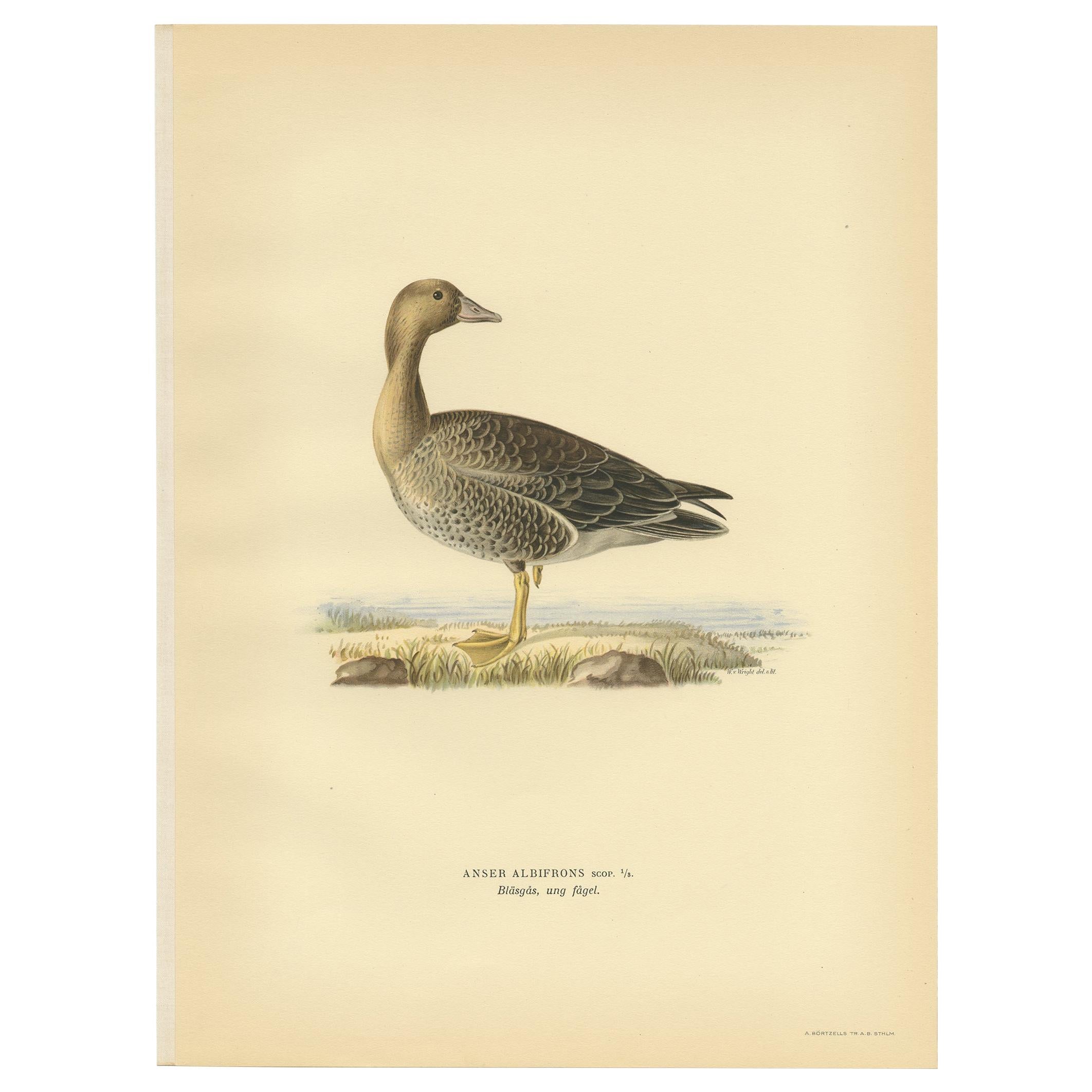Antique Bird Print of the Female White-Fronted Goose by Von Wright '1929' For Sale