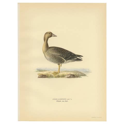 Antique Bird Print of the Female White-Fronted Goose by Von Wright '1929'