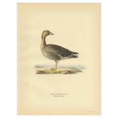 Antique Bird Print of the Female White-Fronted Goose by Von Wright '1929'