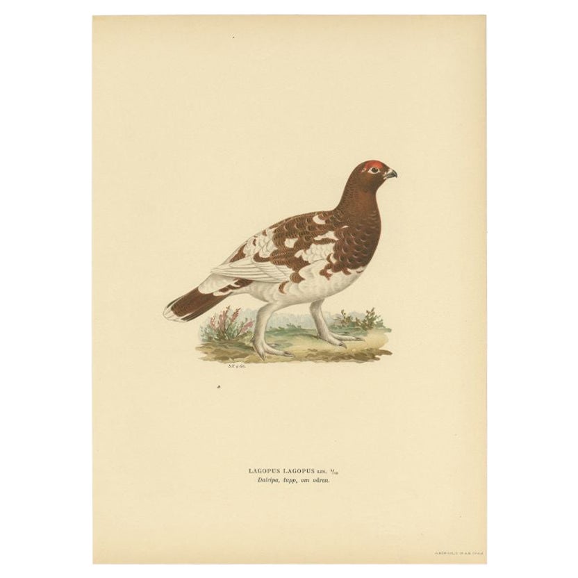 Impression ancienne d'oiseau représentant la femme saule Ptarmigan, 1929