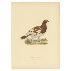 Impression ancienne d'oiseau représentant la femme saule Ptarmigan, 1929