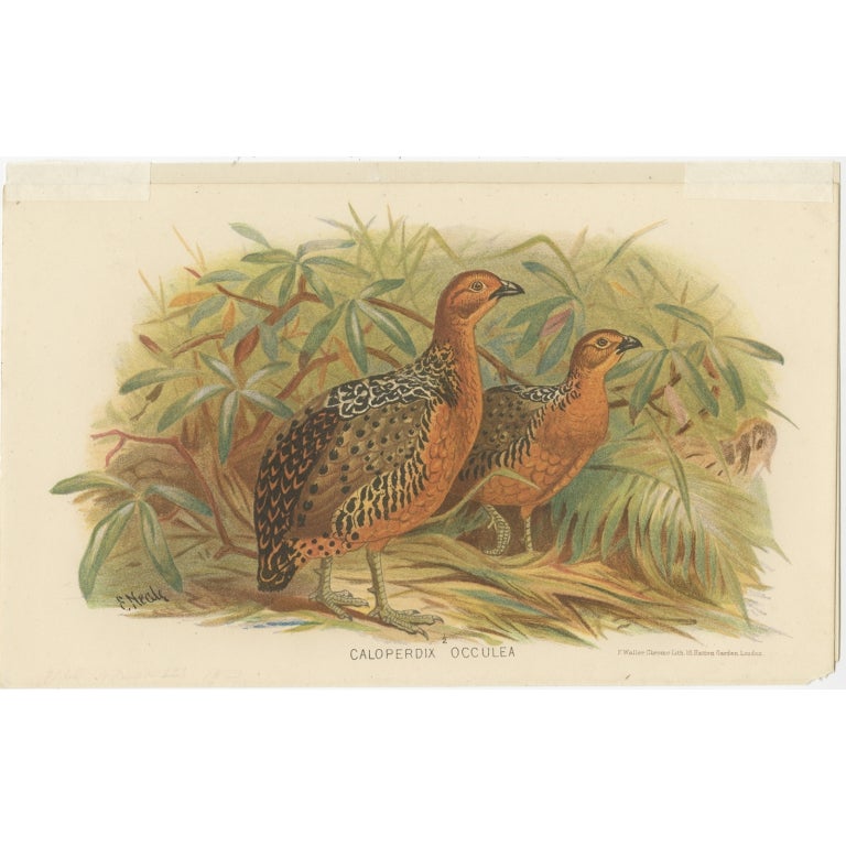 Antique Bird Print of the Ferruginous Wood Partridge by Hume & Marshall, 1879 For Sale