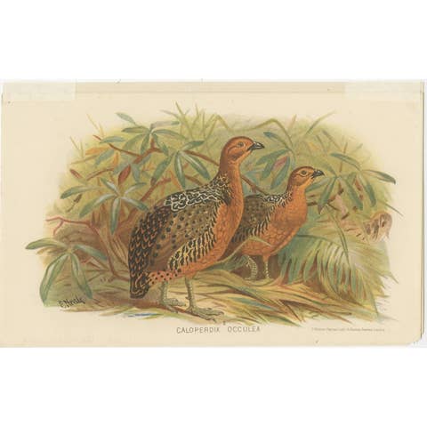 Antique Bird Print of the Ferruginous Wood Partridge by Hume & Marshall, 1879
