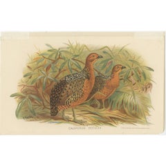 Antique Bird Print of the Ferruginous Wood Partridge by Hume & Marshall, 1879