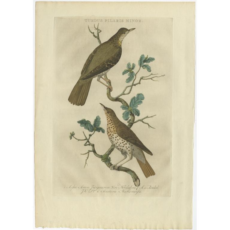 Antique Bird Print of the Fieldfare by Sepp & Nozeman, 1770 For Sale