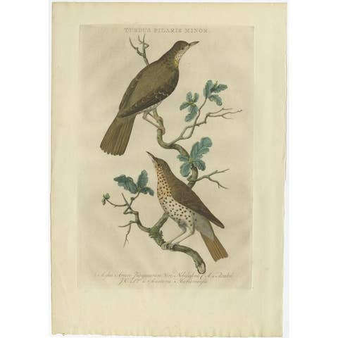 Antique Bird Print of the Fieldfare by Sepp & Nozeman, 1770