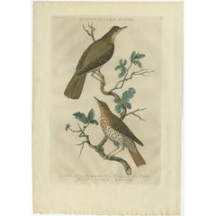 Antique Bird Print of the Fieldfare by Sepp & Nozeman, 1770