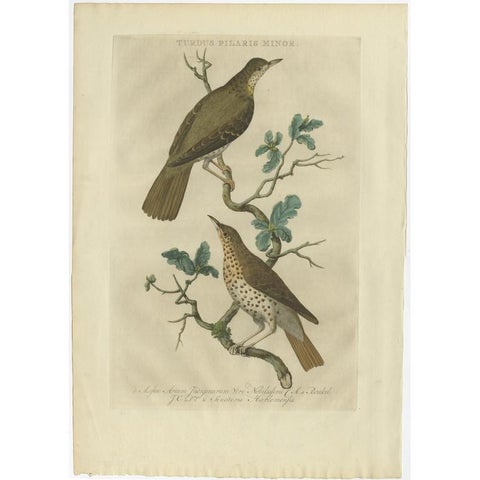 Antique Bird Print of the Fieldfare by Sepp & Nozeman, 1770