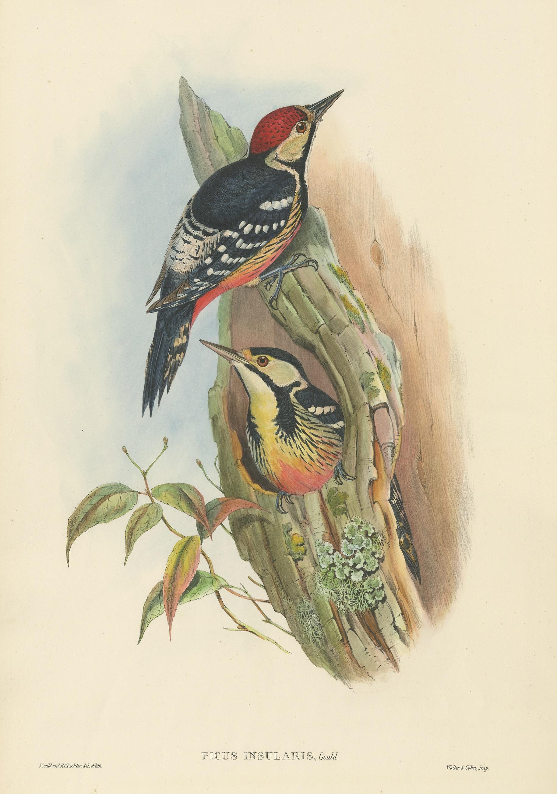 Antique bird print titled 'Picus Insularis'. Original lithograph of the Formosan Spotted Woodpecker. This print originates from 'Birds of Asia' by John Gould. Published 1850-1853.