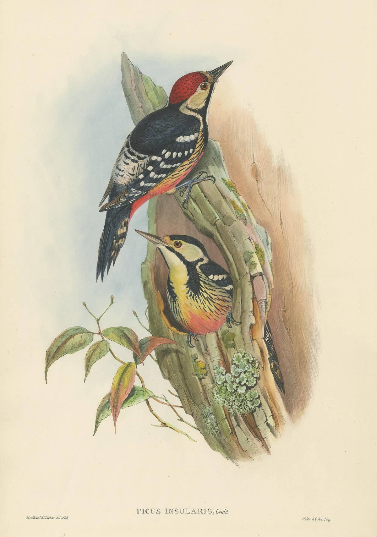 Antique Bird Print of the Formosan Spotted Woodpecker by Gould, circa 1850