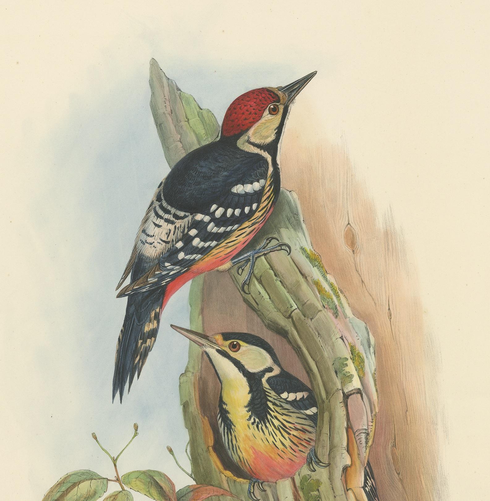 Antique Bird Print of the Formosan Spotted Woodpecker by Gould, circa 1850 In Good Condition For Sale In Langweer, NL
