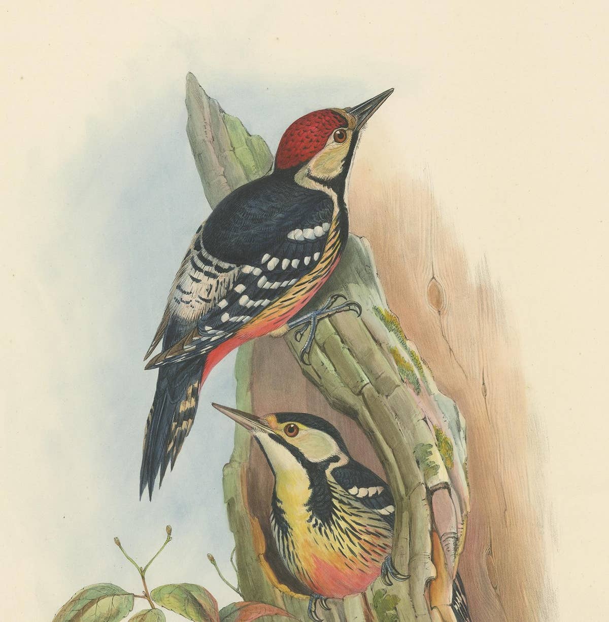 Antique Bird Print of the Formosan Spotted Woodpecker by Gould, circa 1850