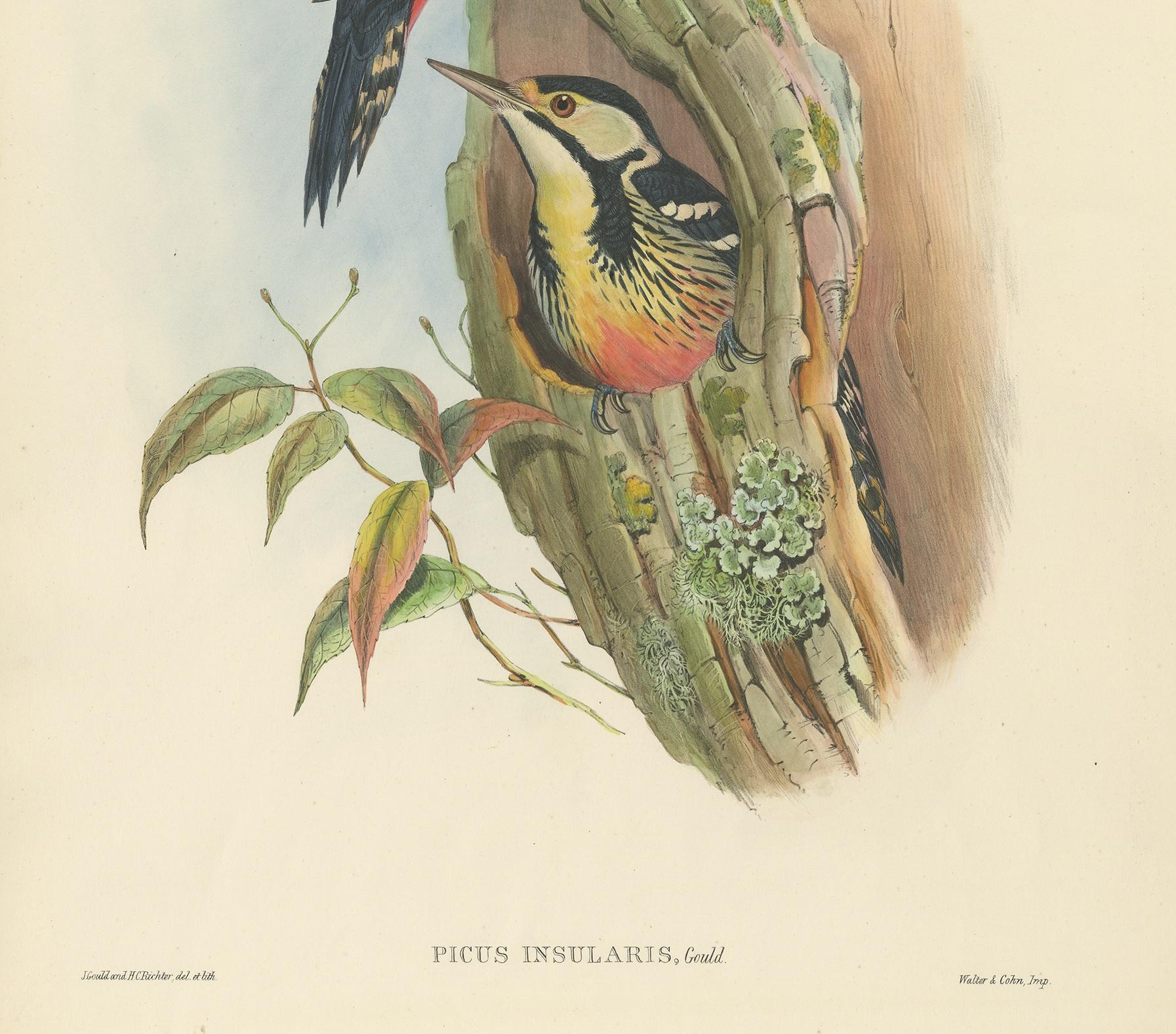 19th Century Antique Bird Print of the Formosan Spotted Woodpecker by Gould, circa 1850 For Sale
