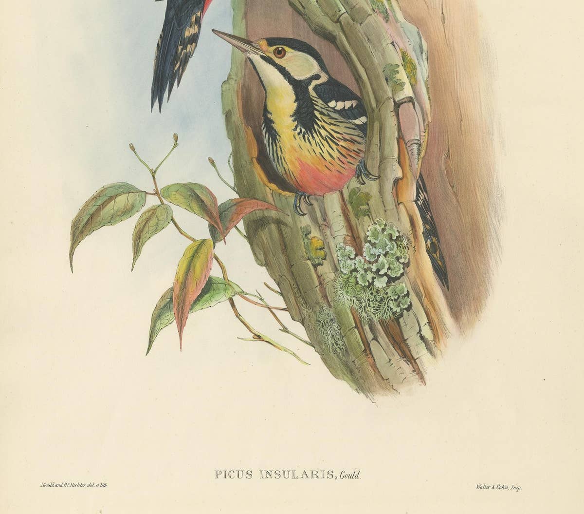 Antique Bird Print of the Formosan Spotted Woodpecker by Gould, circa 1850