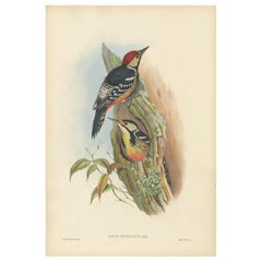 Stampa antica di uccelli del picchio rosso di Formosan di Gould, 1850 circa