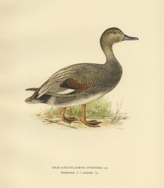 Antique Bird Print of the Gadwell by Von Wright '1929'