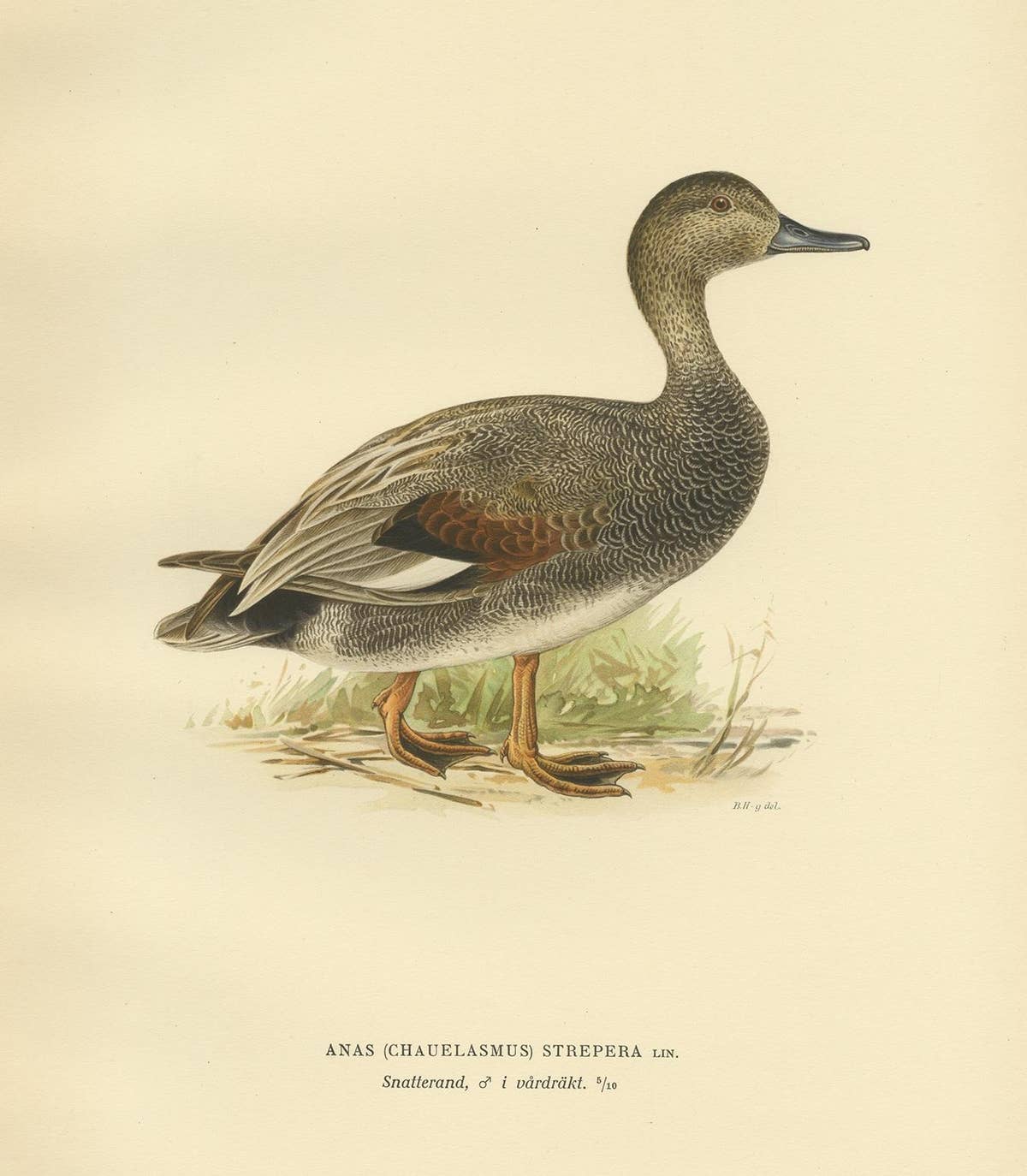 Antique Bird Print of the Gadwell by Von Wright '1929'