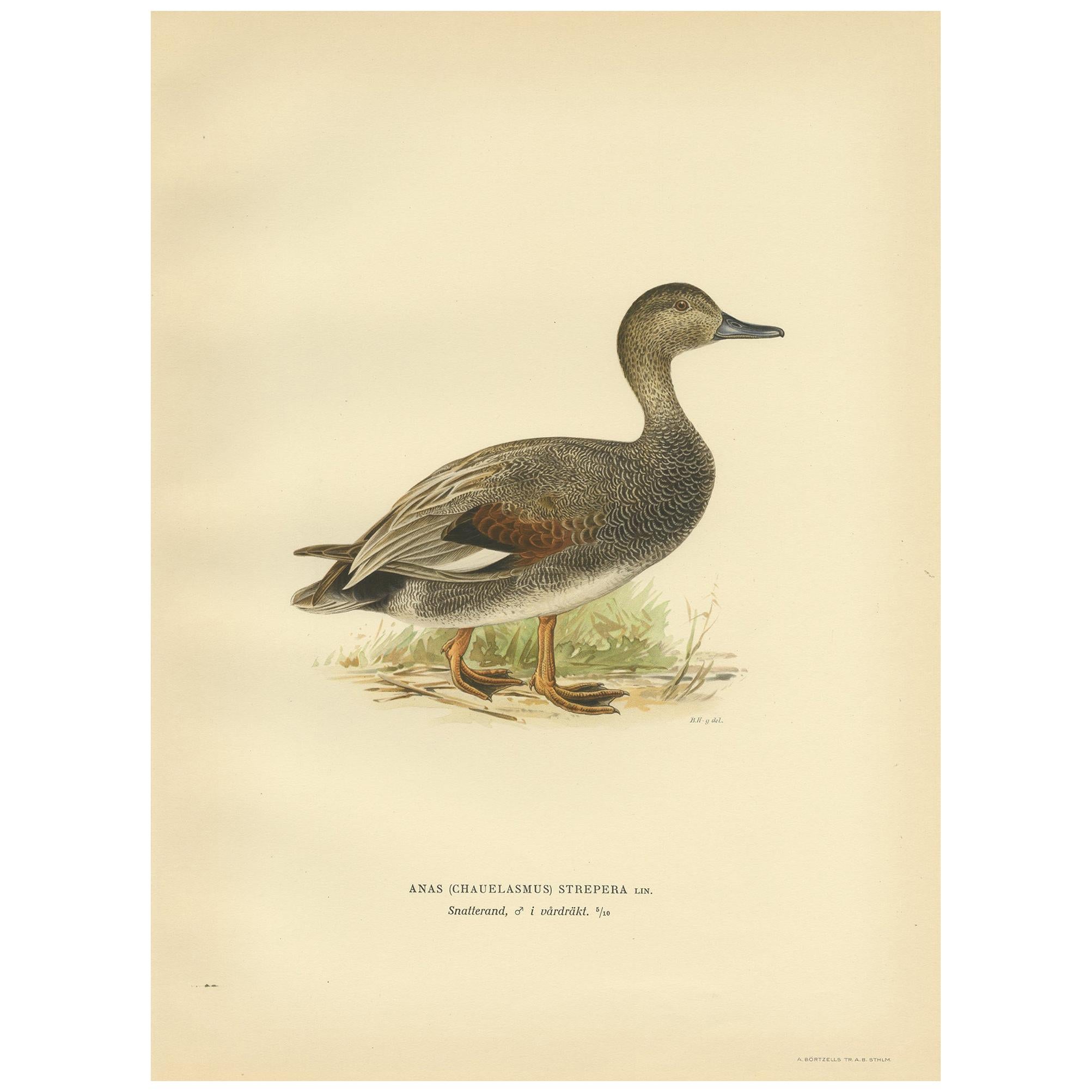Antique Bird Print of the Gadwell by Von Wright '1929' For Sale