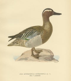 Antique Bird Print of the Garganey Duck by Von Wright '1929'