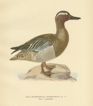 Antique Bird Print of the Garganey Duck by Von Wright '1929', view 2