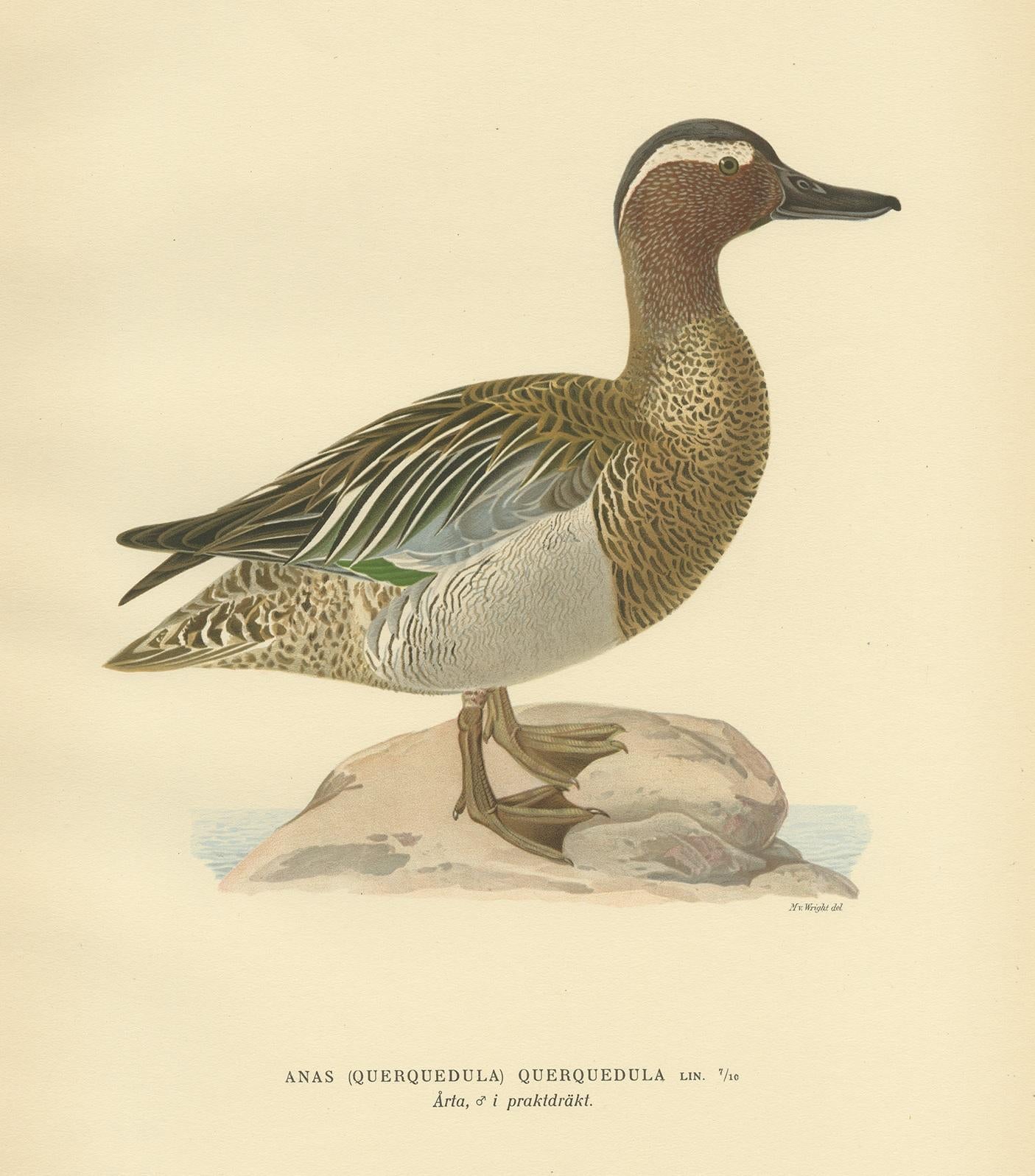 Antique Bird Print of the Garganey Duck by Von Wright '1929' In Good Condition For Sale In Langweer, NL