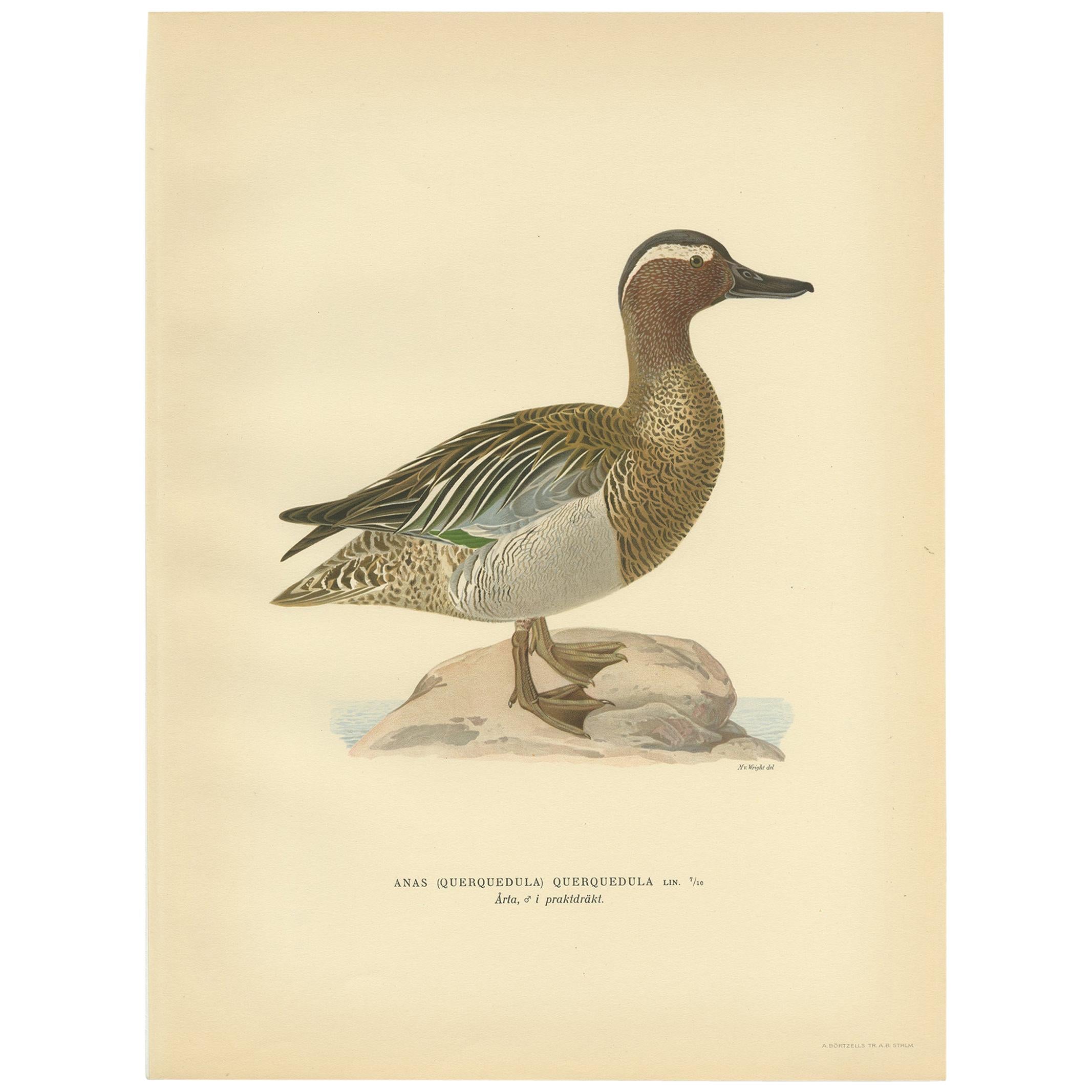 Antique Bird Print of the Garganey Duck by Von Wright '1929' For Sale