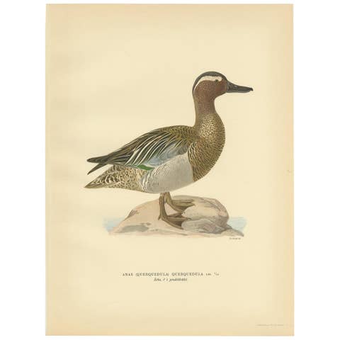 Antique Bird Print of the Garganey Duck by Von Wright '1929'