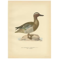 Antiker Vogeldruck der Garganey-Ente von Wright aus dem Jahr 1929