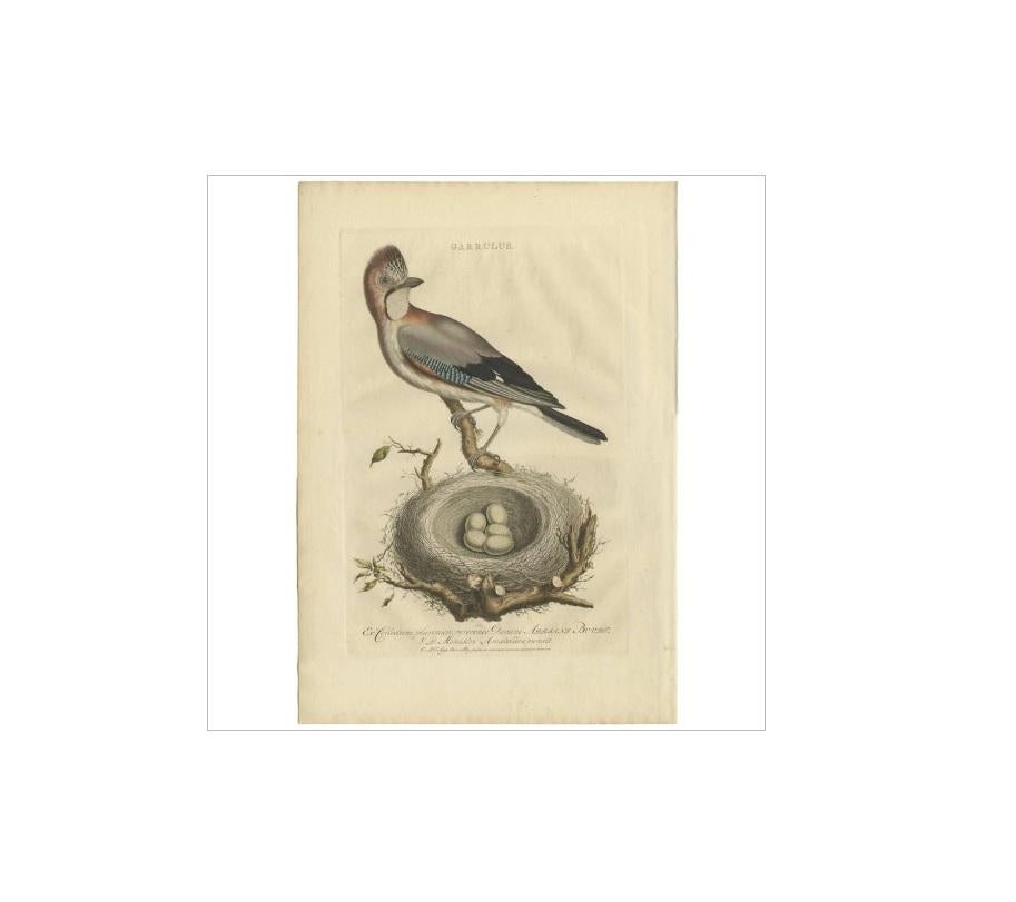 Antique print titled 'Garrulus'. This print depicts the garrulus bird with nest and eggs. Garrulus is a genus of Old World jays, passerine birds in the family Corvidae.

This print originates from 'Nederlandsche Vogelen; volgens hunne huisdouding,