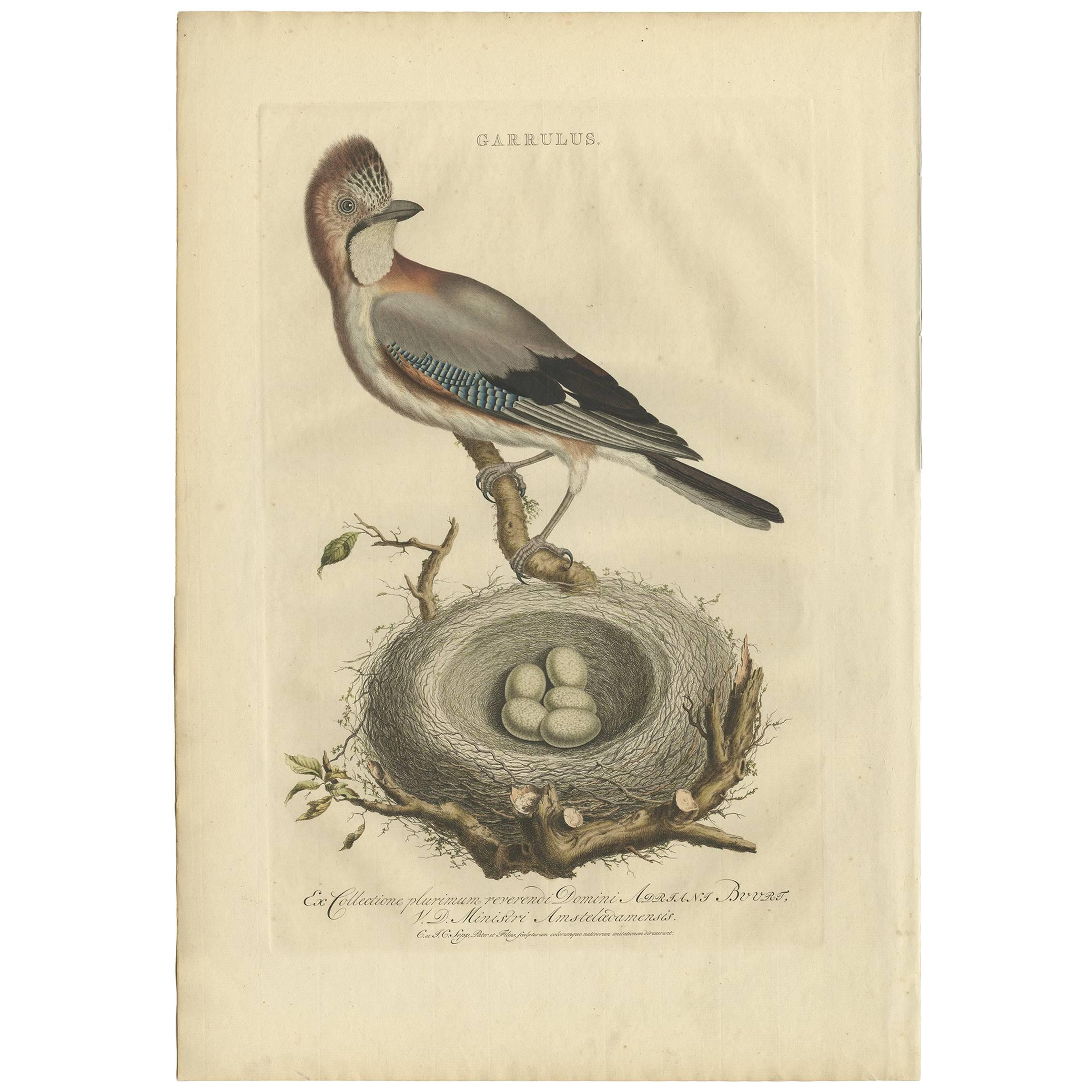 Stampa antica dell'uccello Garrulus di Sepp & Nozeman, 1770