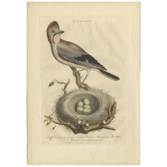Stampa antica dell'uccello Garrulus di Sepp & Nozeman, 1770