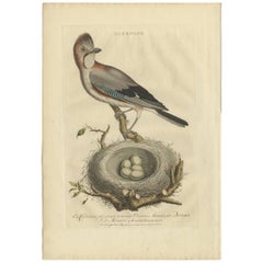 Impression ancienne d'oiseau du Garrulus par Sepp & Nozeman, 1770