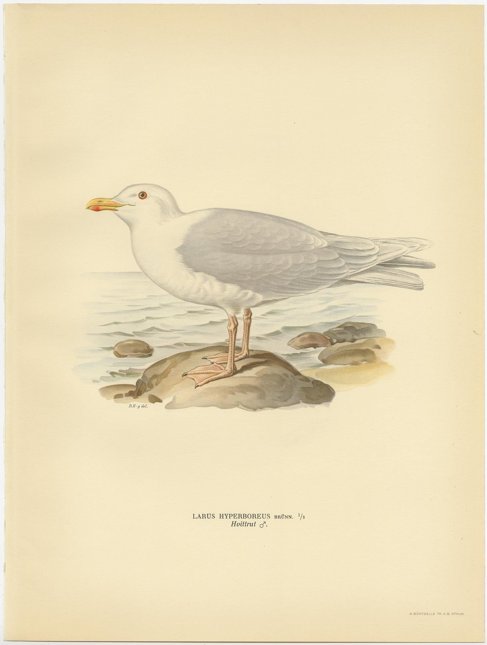 Antique bird print titled 'Larus Hyperboreus'. Old bird print depicting the Glaucous Gull (Male). This print originates from 'Svenska Foglar Efter Naturen Och Pa Stenritade' by Magnus von Wright.