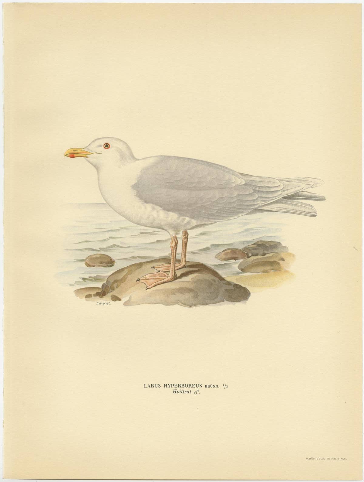 Antique Bird Print of the Glaucous Gull 'Male' by Von Wright, 1929