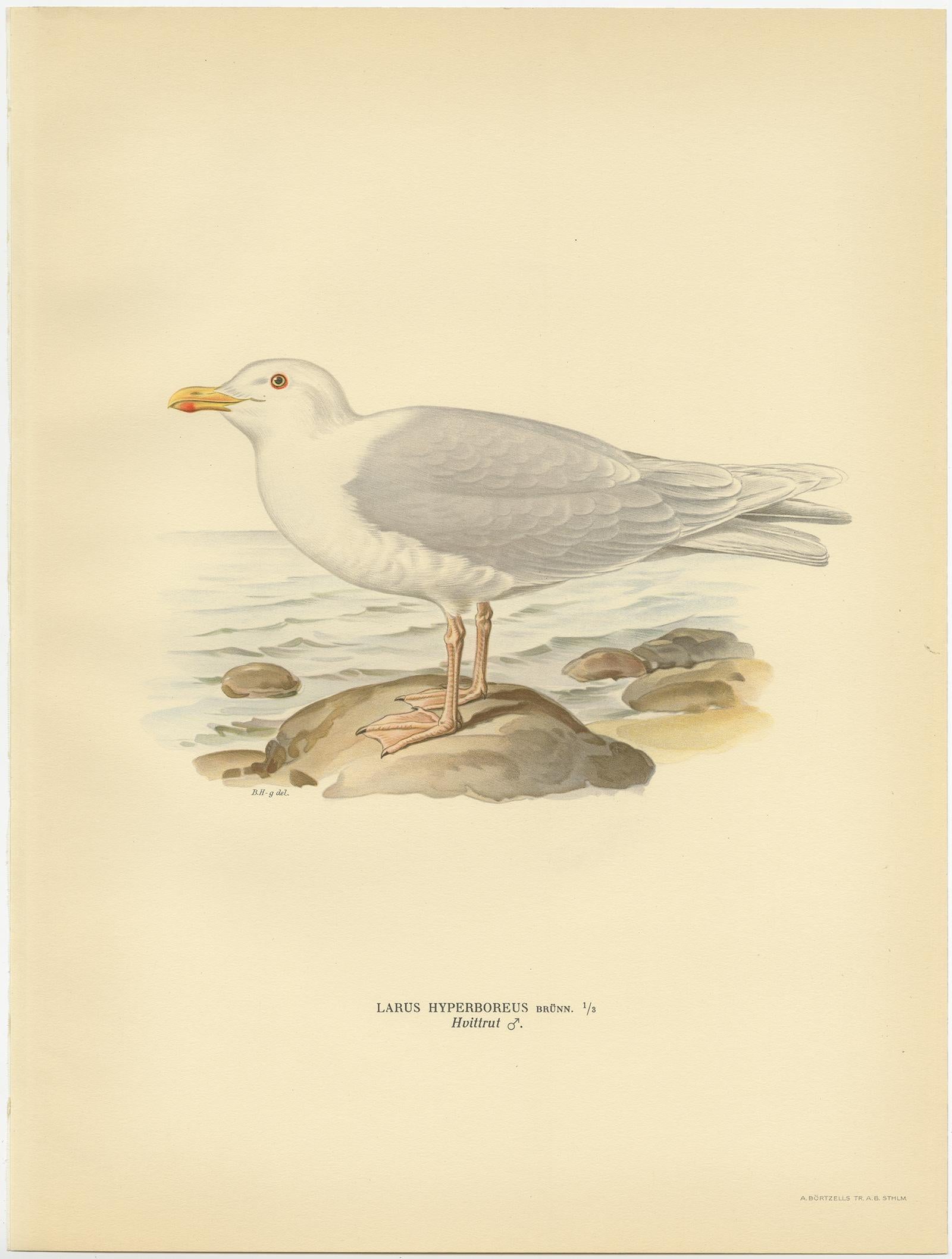 20ième siècle Impression ancienne d'oiseau Glaucous Gull 