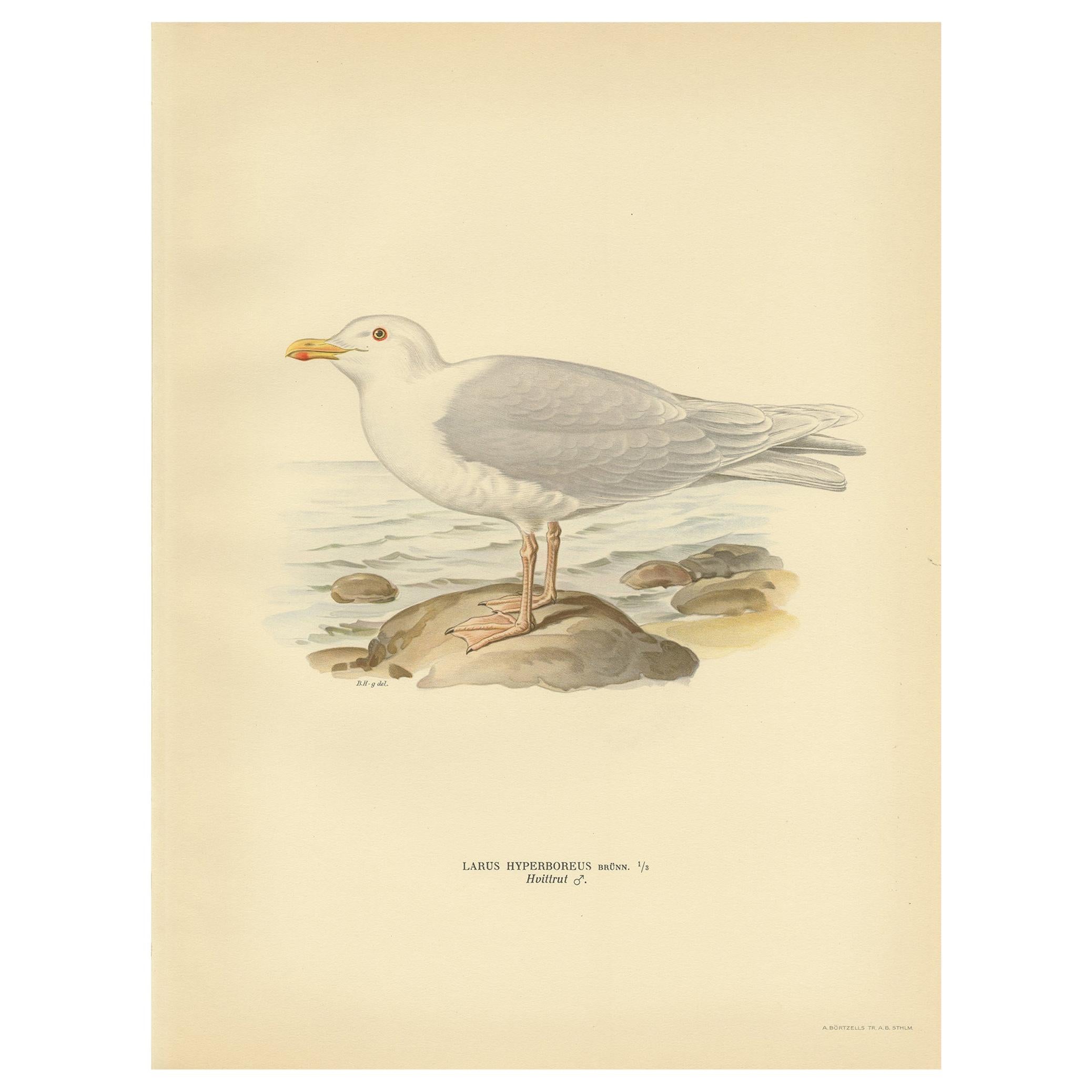 Antique Bird Print of the Glaucous Gull 'Male' by Von Wright, 1929 For Sale