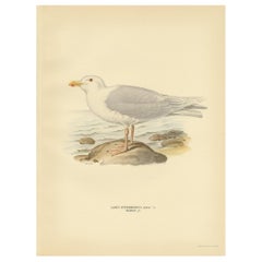Impression ancienne d'oiseau Glaucous Gull "Male" par Von Wright, 1929