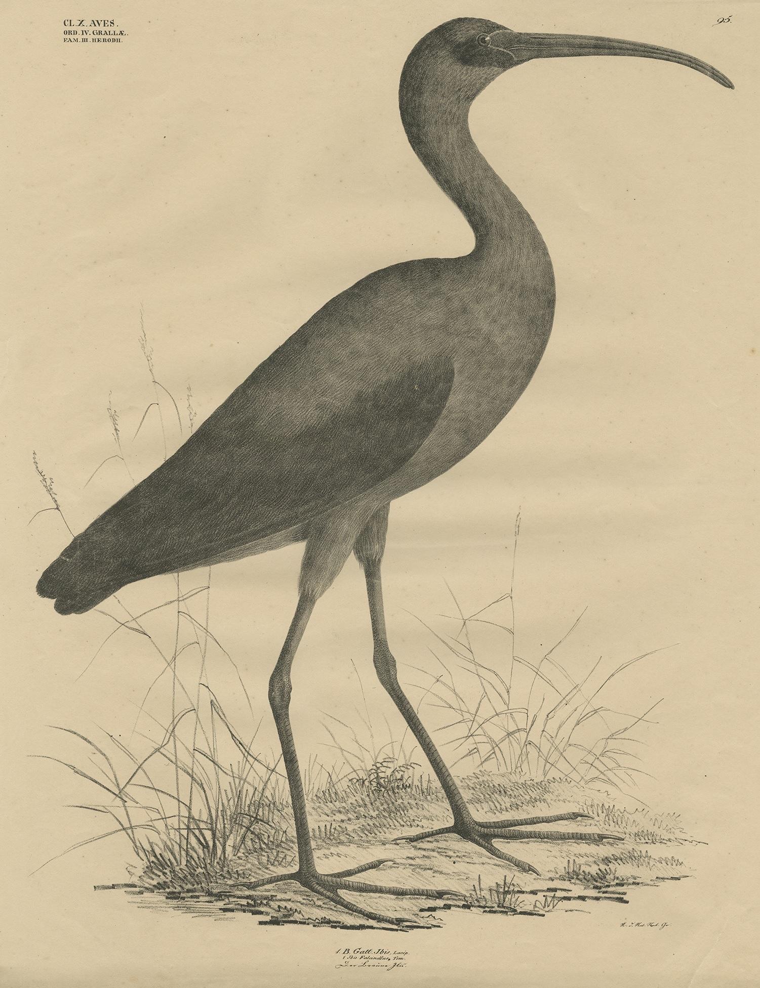 Antique bird print titled 'Gatt Ibis'. Large lithograph of the glossy ibis, a wading bird in the ibis family Threskiornithidae. The scientific name derives from Ancient Greek plegados and Latin, falcis, both meaning 