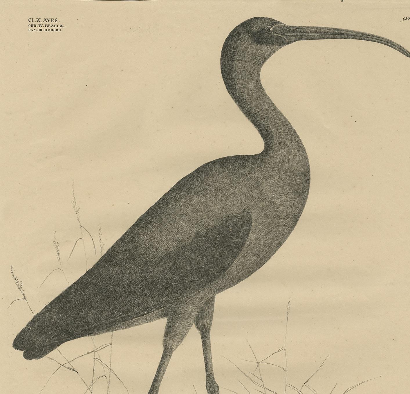 Antique Bird Print of the Glossy Ibis by Goldfuss, circa 1824 In Good Condition For Sale In Langweer, NL