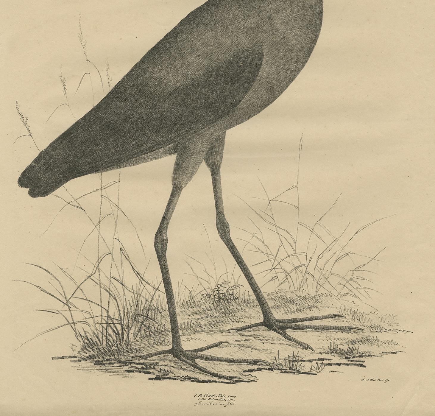 19th Century Antique Bird Print of the Glossy Ibis by Goldfuss, circa 1824 For Sale