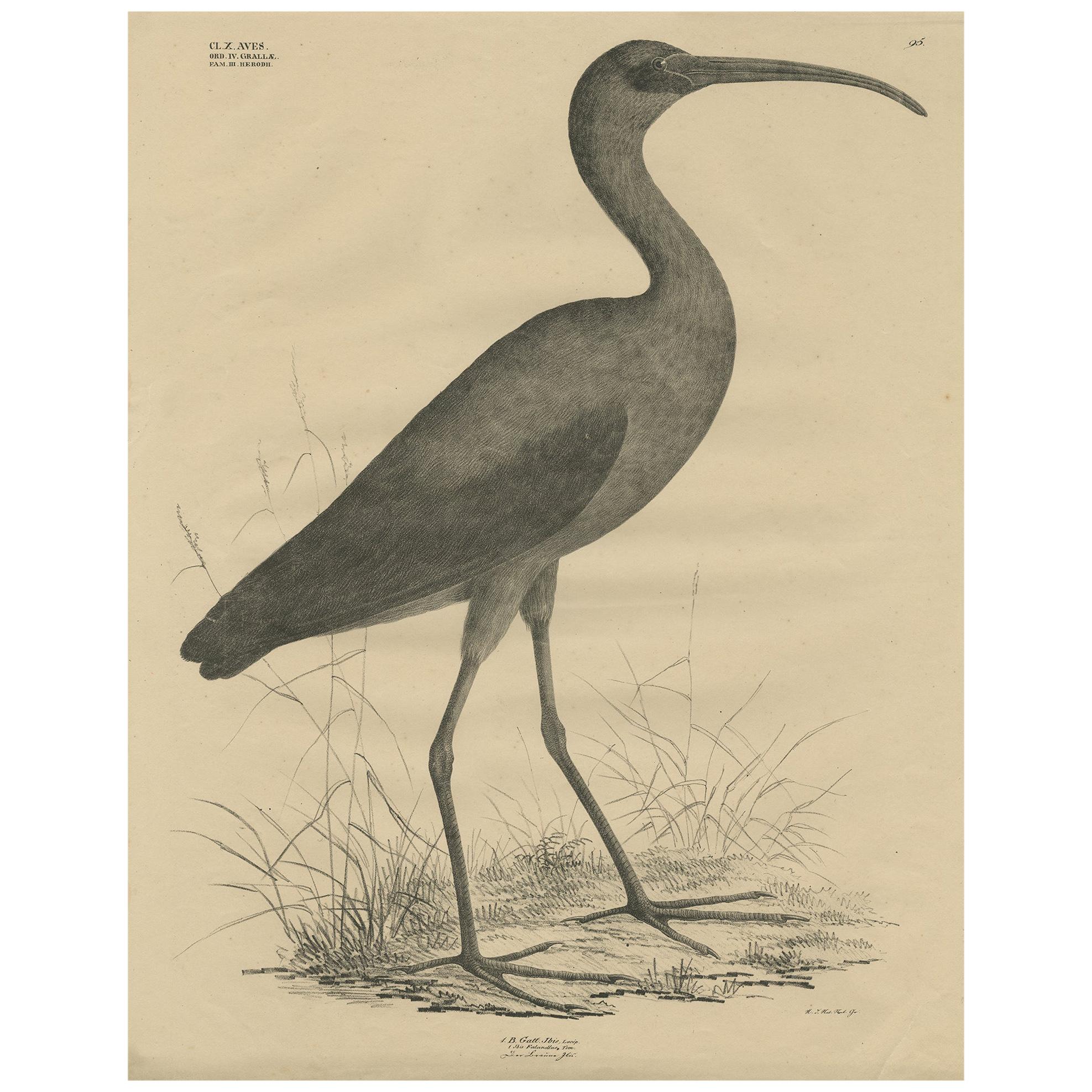 Gravure ancienne d'oiseau de l'ibis brillant par Goldfuss:: vers 1824