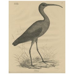 Antique Bird Print of the Glossy Ibis by Goldfuss, circa 1824