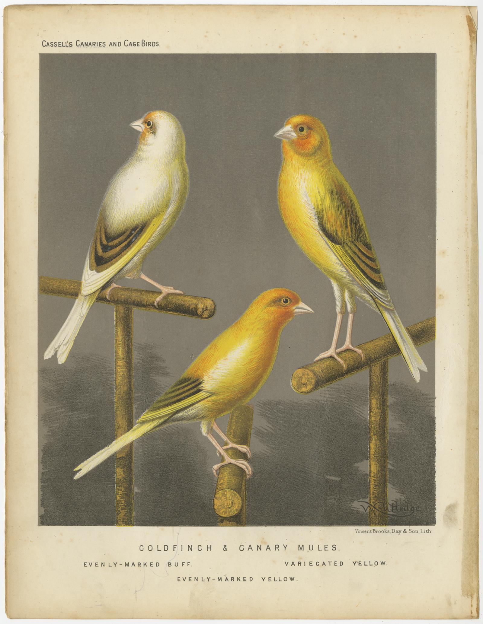 Antique bird print titled 'Gold Finch & Canary Mules 1. Evenly-Marked Buff 2. Variecated Yellow 3. Evenly-Marked Yellow' Old bird print depicting the Evenly-Marked Buff, Variecated Yellow, Evenly-Marked Yellow'. This print originates from: