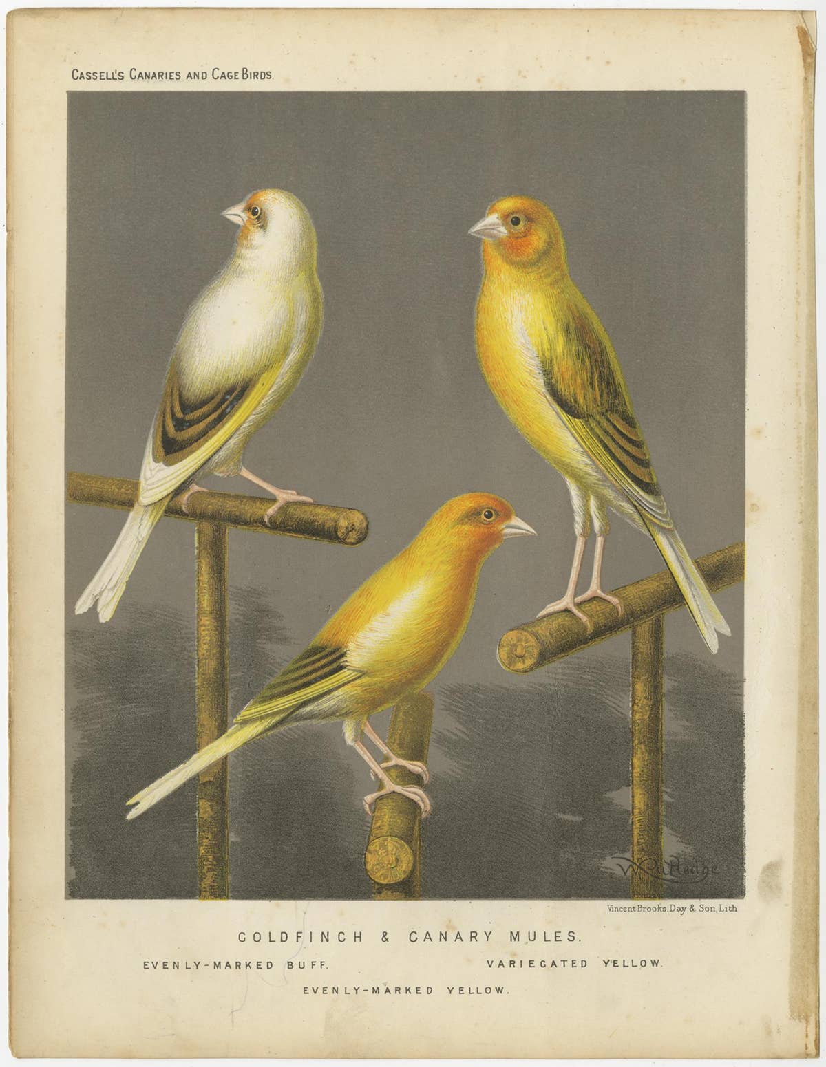 Antique Bird Print of the Gold Finch & Canary Mules, circa 1880