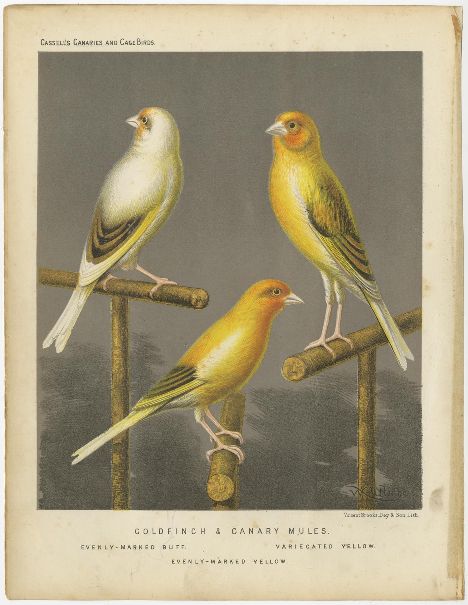 Antique Bird Print of the Gold Finch and Canary Mules, circa 1880 For Sale  at 1stDibs