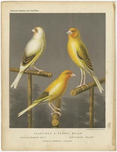 Antique Bird Print of the Gold Finch & Canary Mules, circa 1880