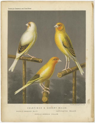 Antique Bird Print of the Gold Finch & Canary Mules, circa 1880, view 2