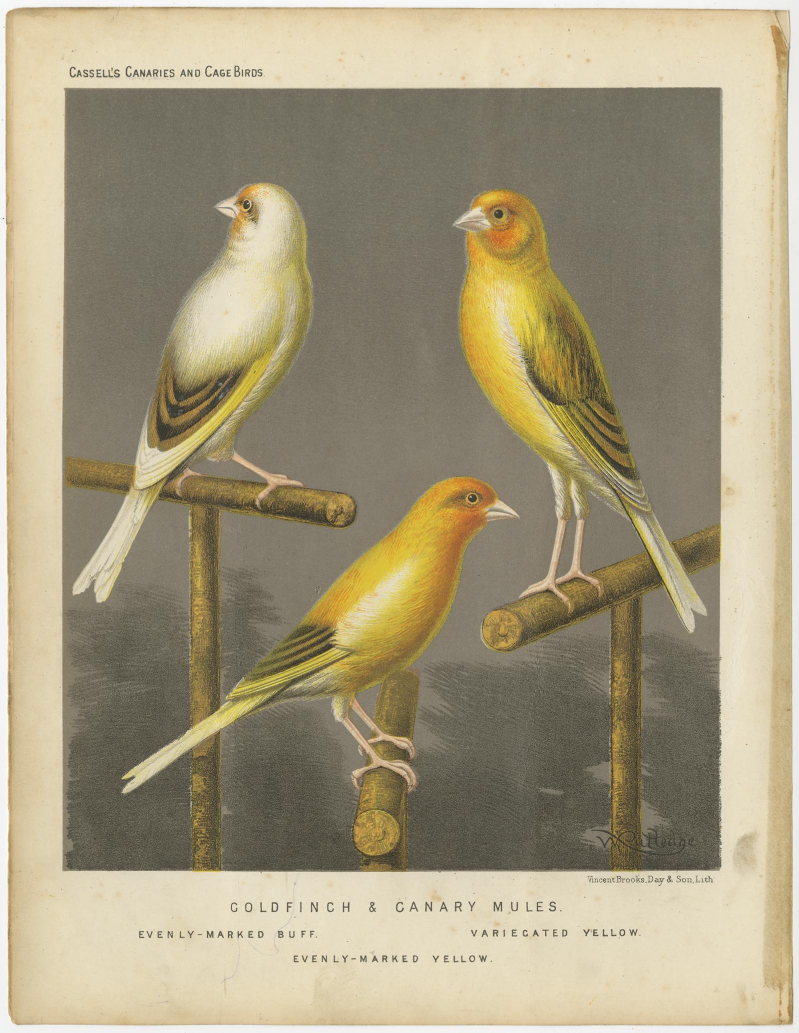 oiseau mulet prix